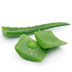 Az Aloe vera gyógyító ereje